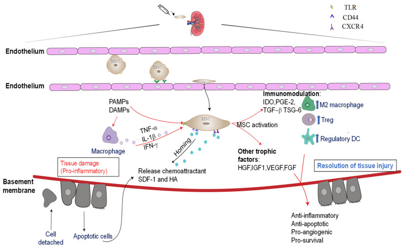 圖3：通過免疫調(diào)節(jié)和嗜性因子分泌介導(dǎo)的骨髓間充質(zhì)干細(xì)胞的腎臟保護(hù)作用。