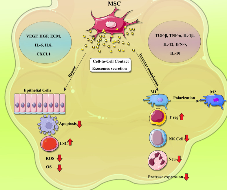 圖1:間充質(zhì)干細(xì)胞?(MSCs)?在COPD中調(diào)節(jié)炎癥和肺組織修復(fù)的機(jī)制 圖1:間充質(zhì)干細(xì)胞?(MSCs)?在COPD中調(diào)節(jié)炎癥和肺組織修復(fù)的機(jī)制