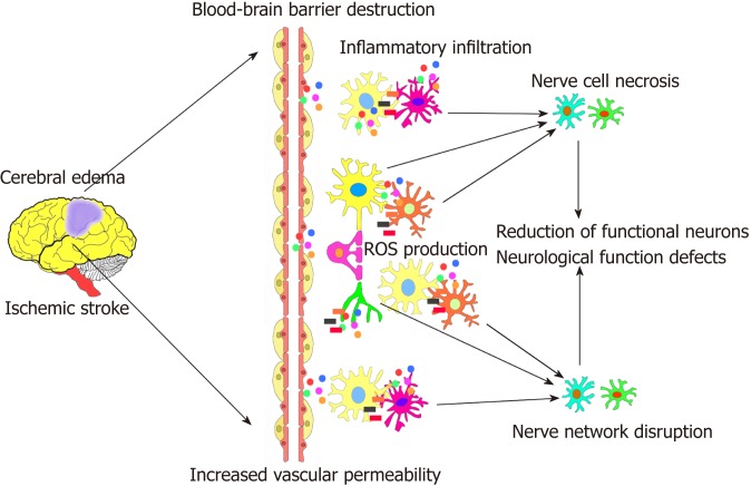 圖1：腦缺血性中風(fēng)的病理過程。