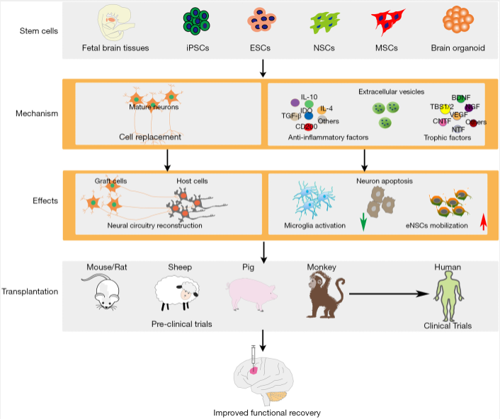 圖1：干細胞類型及治療缺血性腦損傷的治療機制。