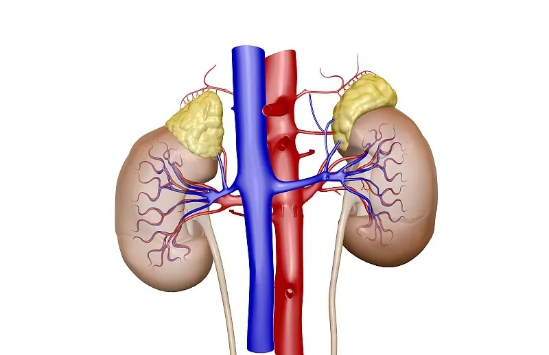 間充質干細胞治療急性/慢性腎臟病的潛力和療效