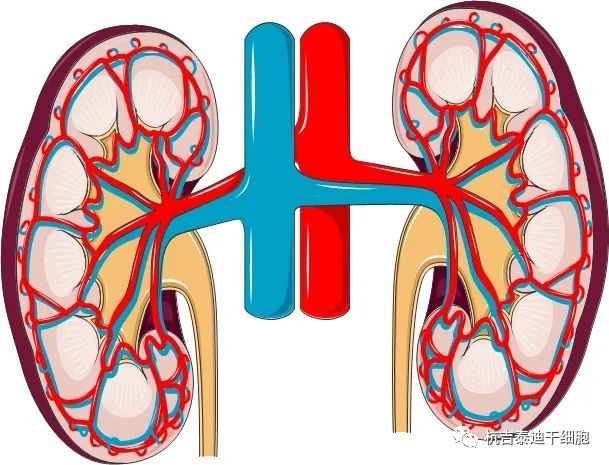 腎臟疾病:干細胞療法如何對其提供幫助? 腎臟疾病:干細胞療法如何對其提供幫助?
