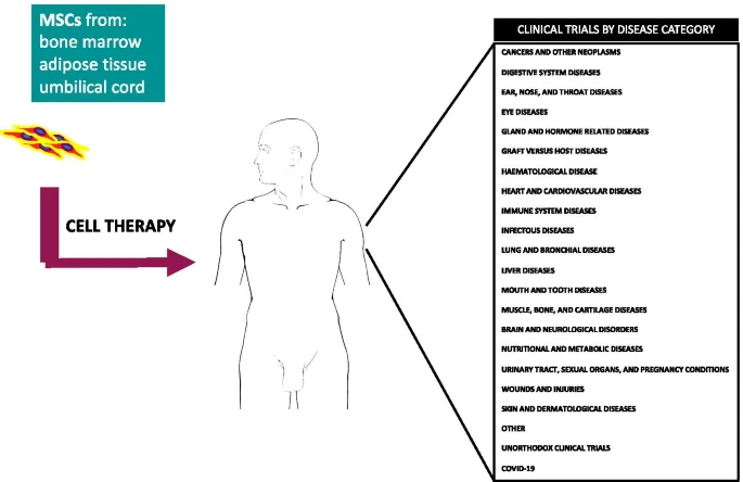 間充質干細胞的臨床試驗呈指數增長:近六年來進展如何? 間充質干細胞的臨床試驗呈指數增長:近六年來進展如何?