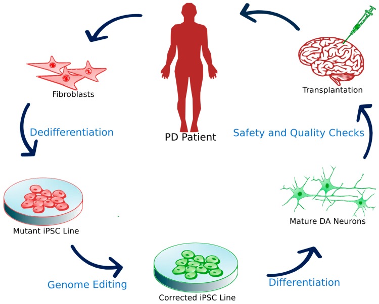 圖3:誘導多能干細胞移植。 圖3:誘導多能干細胞移植。