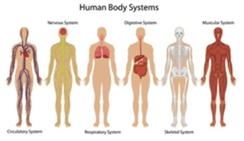 人體系統 人體系統