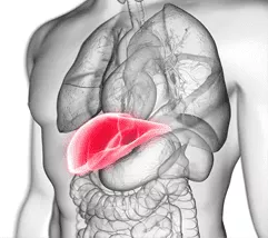 是什么原因導致肝損傷? 是什么原因導致肝損傷?