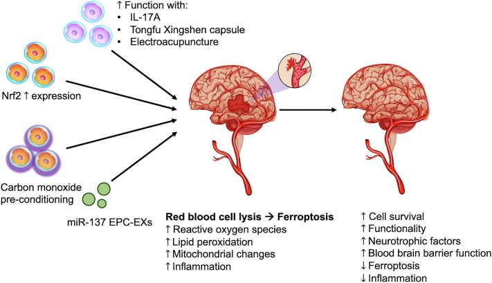 圖1:該圖說明了干細胞治療出血性中風(fēng)的進展 圖1:該圖說明了干細胞治療出血性中風(fēng)的進展