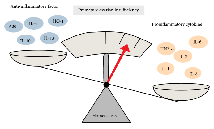 圖2：促炎細胞因子和抗炎細胞因子對卵巢早衰的調節