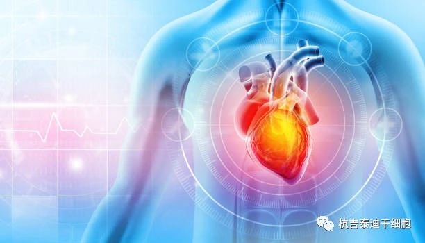 干細(xì)胞療法的出現(xiàn)成為心力衰竭患者的新希望! 干細(xì)胞療法的出現(xiàn)成為心力衰竭患者的新希望!