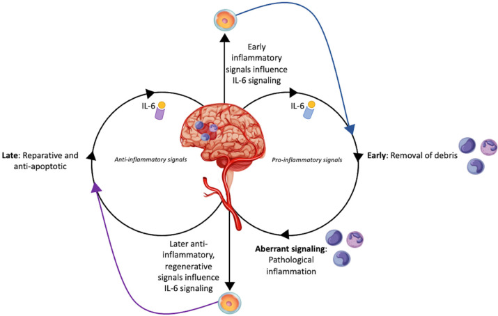 圖1:干細(xì)胞對中風(fēng)患者白細(xì)胞介素-6的調(diào)節(jié)作用 圖1:干細(xì)胞對中風(fēng)患者白細(xì)胞介素-6的調(diào)節(jié)作用