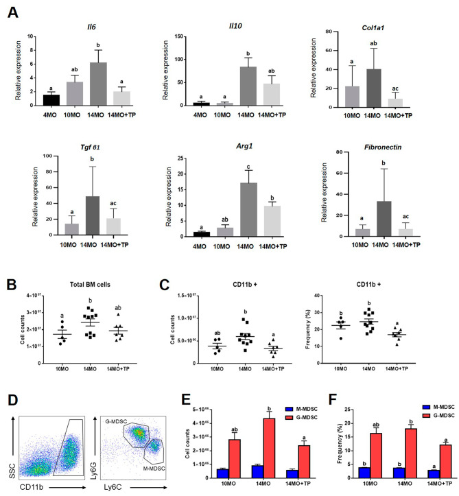 圖5：hESC-MPC對衰老卵巢中骨髓來源的MDSC數(shù)量以及炎癥和纖維化相關(guān)基因的影響。