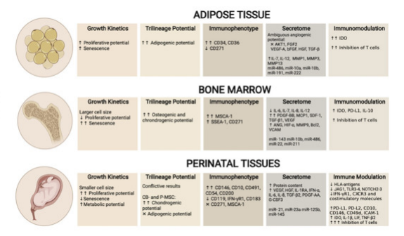 △?UC-MSC、AT-MSC及BM-MSC生物差異性對比,圖中額外增加表面標(biāo)志物對比 △?UC-MSC、AT-MSC及BM-MSC生物差異性對比,圖中額外增加表面標(biāo)志物對比
