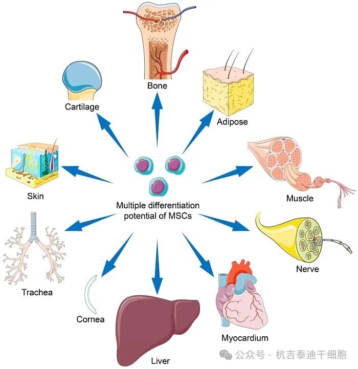 間充質干細胞 (MSC) 的分化潛力可能會因干細胞來源、擴增條件及其培養微環境而異。 間充質干細胞 (MSC) 的分化潛力可能會因干細胞來源、擴增條件及其培養微環境而異。