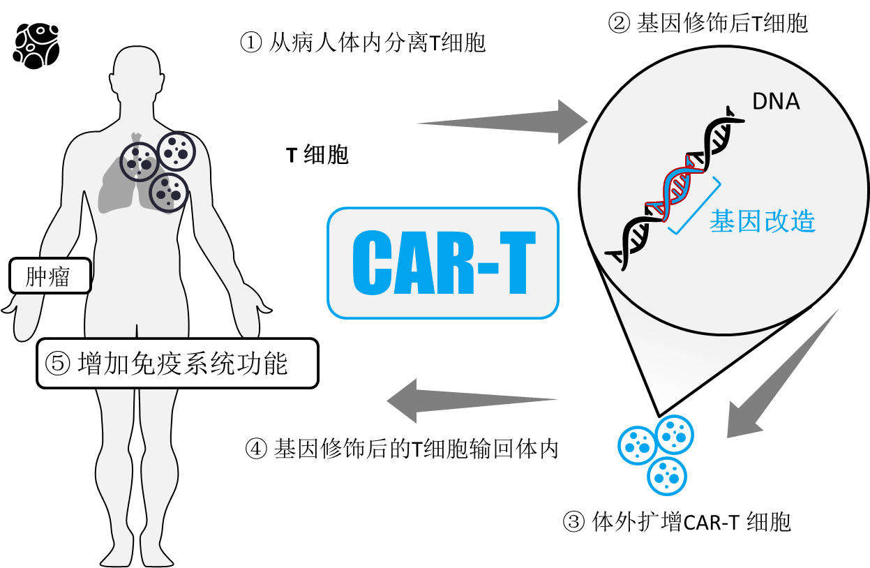 CAR-T細(xì)胞治療機(jī)制 CAR-T細(xì)胞治療機(jī)制