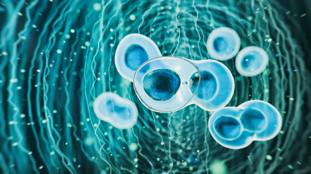 干細(xì)胞移植的新方法可能會(huì)克服免疫排斥 干細(xì)胞移植的新方法可能會(huì)克服免疫排斥