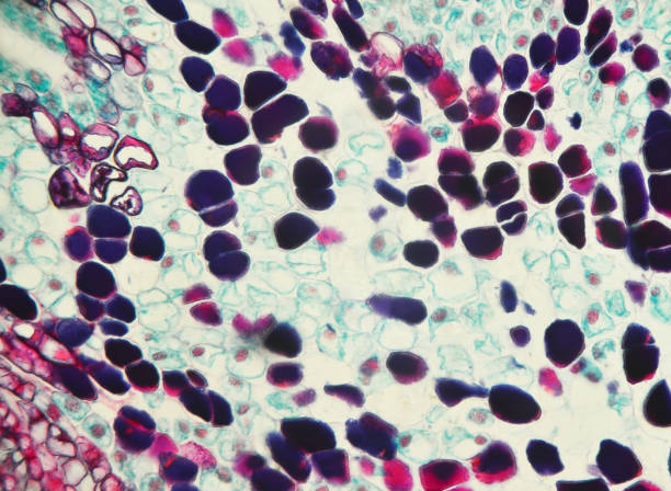 什么是間充質干細胞-脂肪間充質干細胞有什么特征？