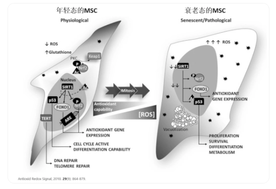 △年輕態(tài)的干細(xì)胞胞體飽滿、呈明顯的梭形;衰老的干細(xì)胞胞體寬大扁平 △年輕態(tài)的干細(xì)胞胞體飽滿、呈明顯的梭形;衰老的干細(xì)胞胞體寬大扁平