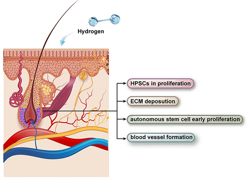 圖2:氫氣治療下的毛囊示意圖。 圖2:氫氣治療下的毛囊示意圖。