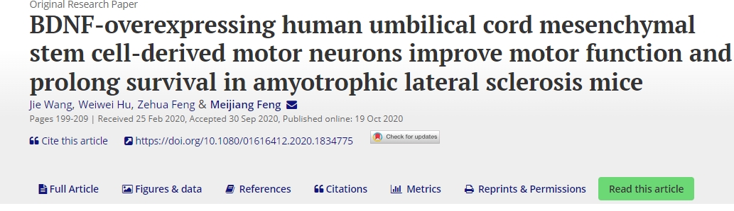BDNF過度表達的人臍帶間充質(zhì)干細(xì)胞衍生的運動神經(jīng)元可改善肌萎縮側(cè)索硬化癥小鼠的運動功能并延長生存期 BDNF過度表達的人臍帶間充質(zhì)干細(xì)胞衍生的運動神經(jīng)元可改善肌萎縮側(cè)索硬化癥小鼠的運動功能并延長生存期