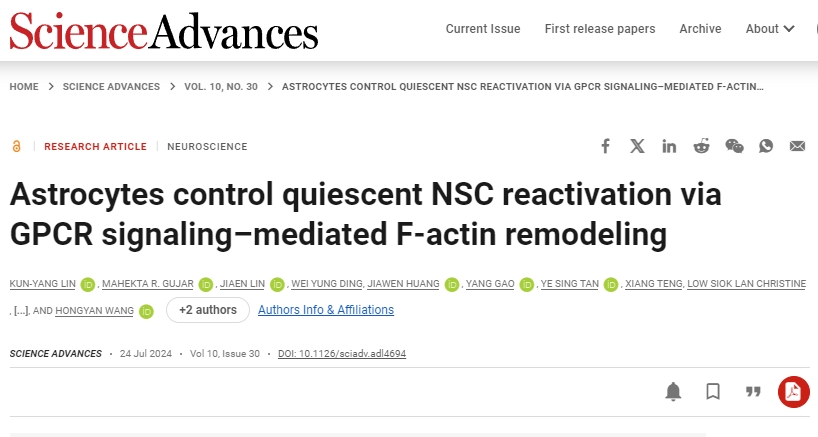 星形膠質細胞通過 GPCR 信號介導的 F-肌動蛋白重塑控制靜止 NSC 再激活 星形膠質細胞通過 GPCR 信號介導的 F-肌動蛋白重塑控制靜止 NSC 再激活