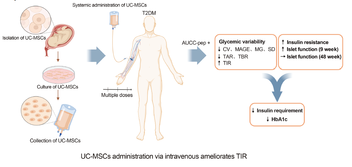 通過(guò)靜脈注射間充質(zhì)干細(xì)胞可以改善葡萄糖目標(biāo)范圍內(nèi)時(shí)間