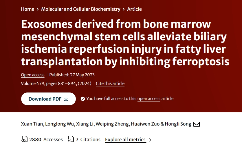 骨髓間充質(zhì)干細胞來源的外泌體通過抑制鐵死亡減輕脂肪肝移植膽道缺血再灌注損傷 骨髓間充質(zhì)干細胞來源的外泌體通過抑制鐵死亡減輕脂肪肝移植膽道缺血再灌注損傷