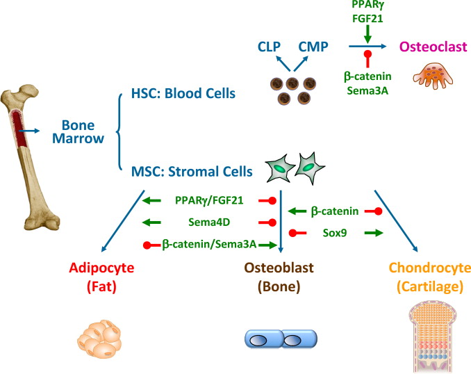 骨髓間充質(zhì)干細(xì)胞的來源、特性、作用是什么？