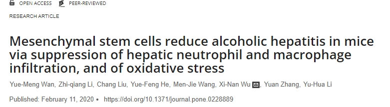 間充質(zhì)干細(xì)胞通過(guò)抑制肝臟中性粒細(xì)胞和巨噬細(xì)胞浸潤(rùn)以及氧化應(yīng)激來(lái)減輕小鼠的酒精性肝炎 間充質(zhì)干細(xì)胞通過(guò)抑制肝臟中性粒細(xì)胞和巨噬細(xì)胞浸潤(rùn)以及氧化應(yīng)激來(lái)減輕小鼠的酒精性肝炎