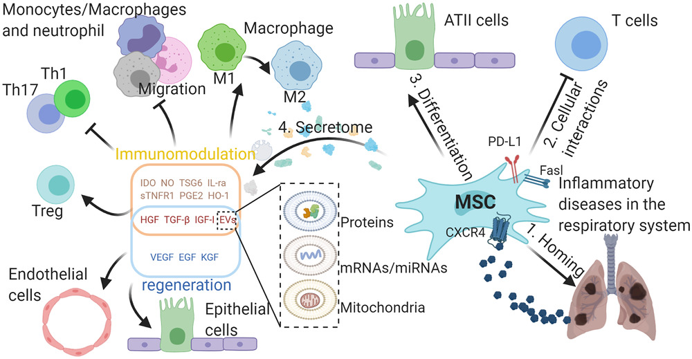 MSCs在呼吸系統(tǒng)典型炎癥疾病中的作用。 外源性MSCs可通過SDF-1-CXCR4軸遷移至受損組織,間充質(zhì)干細(xì)胞可通過細(xì)胞間相互作用分化為ATII樣細(xì)胞并抑制免疫細(xì)胞,并分泌多種具有免疫調(diào)節(jié)能力的生物活性分子,促進(jìn)受損組織再生。與免疫調(diào)節(jié)相關(guān)的分子可使巨噬細(xì)胞從M1型轉(zhuǎn)變?yōu)镸2型,抑制巨噬細(xì)胞、中性粒細(xì)胞和單核細(xì)胞的遷移,抑制TH1和TH17細(xì)胞的分化,促進(jìn)Treg細(xì)胞的形成。 生長因子可保護(hù)肺泡上皮細(xì)胞和肺血管內(nèi)皮細(xì)胞免受損傷。間充質(zhì)干細(xì)胞可通過EVs將蛋白質(zhì)、mRNA/miRNA和線粒體轉(zhuǎn)運(yùn)到其他細(xì)胞,發(fā)揮其在免疫調(diào)節(jié)和再生中的作用,EVs的功能由其內(nèi)容決定。 MSCs在呼吸系統(tǒng)典型炎癥疾病中的作用。
外源性MSCs可通過SDF-1-CXCR4軸遷移至受損組織,間充質(zhì)干細(xì)胞可通過細(xì)胞間相互作用分化為ATII樣細(xì)胞并抑制免疫細(xì)胞,并分泌多種具有免疫調(diào)節(jié)能力的生物活性分子,促進(jìn)受損組織再生。與免疫調(diào)節(jié)相關(guān)的分子可使巨噬細(xì)胞從M1型轉(zhuǎn)變?yōu)镸2型,抑制巨噬細(xì)胞、中性粒細(xì)胞和單核細(xì)胞的遷移,抑制TH1和TH17細(xì)胞的分化,促進(jìn)Treg細(xì)胞的形成。
生長因子可保護(hù)肺泡上皮細(xì)胞和肺血管內(nèi)皮細(xì)胞免受損傷。間充質(zhì)干細(xì)胞可通過EVs將蛋白質(zhì)、mRNA/miRNA和線粒體轉(zhuǎn)運(yùn)到其他細(xì)胞,發(fā)揮其在免疫調(diào)節(jié)和再生中的作用,EVs的功能由其內(nèi)容決定。