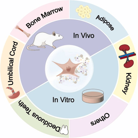 圖1:間充質(zhì)干細胞 (MSC) 及其衍生的外泌體 (MSCs-Exo) 的多種來源。 圖1:間充質(zhì)干細胞 (MSC) 及其衍生的外泌體 (MSCs-Exo) 的多種來源。
