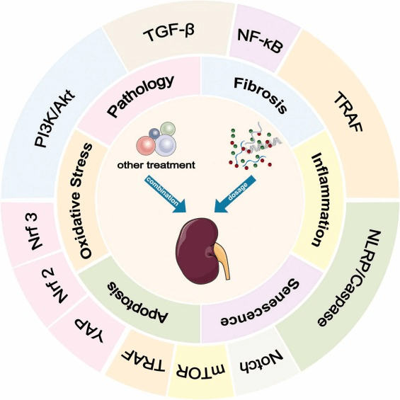 圖2:間充質(zhì)干細胞 (MSC) 及其衍生的外泌體 (MSCs-Exo) 在糖尿病腎病治療中的機制和途徑。 圖2:間充質(zhì)干細胞 (MSC) 及其衍生的外泌體 (MSCs-Exo) 在糖尿病腎病治療中的機制和途徑。