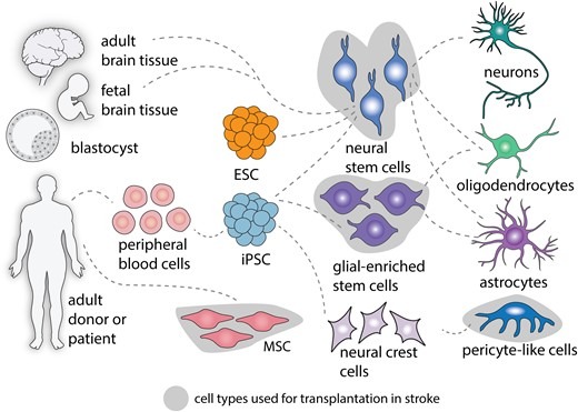 圖2：中風后細胞治療的細胞類型。