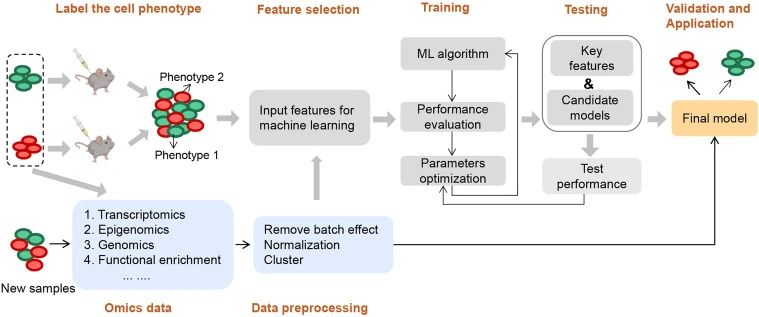 干細胞治療腦卒中的新突破 干細胞治療腦卒中的新突破