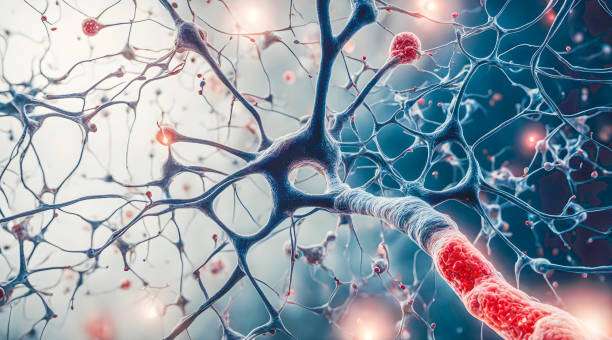 胚胎干細胞和神經(jīng)干細胞在科學研究中的區(qū)別是什么？