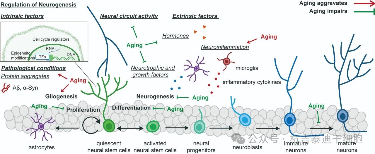 圖1:健康衰老過程中神經發生和神經干細胞變化的調節。 圖1:健康衰老過程中神經發生和神經干細胞變化的調節。
