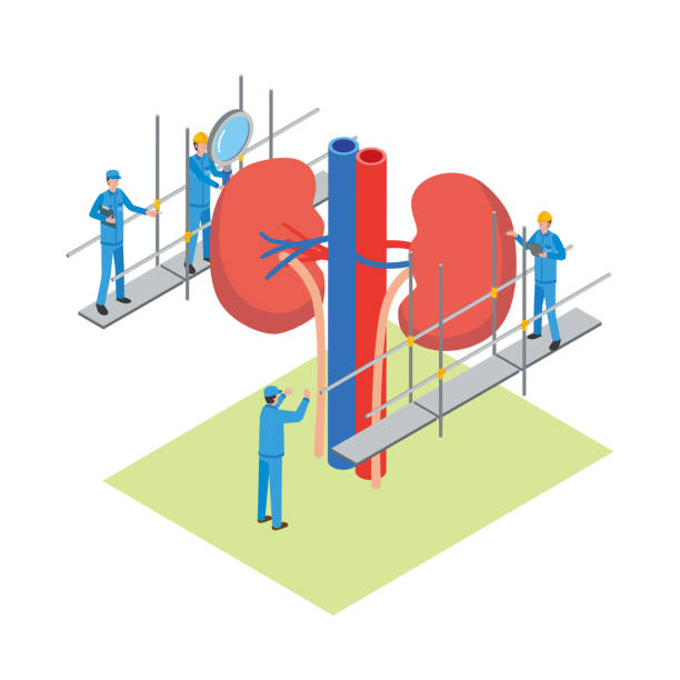 骨髓、臍帶還是脂肪:哪種間充質(zhì)干細(xì)胞最適合腎病治療? 骨髓、臍帶還是脂肪:哪種間充質(zhì)干細(xì)胞最適合腎病治療?