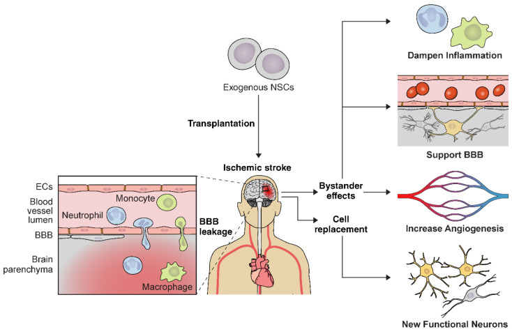 圖2：NSC輸送示意圖，說明缺血性中風的多種治療機制。