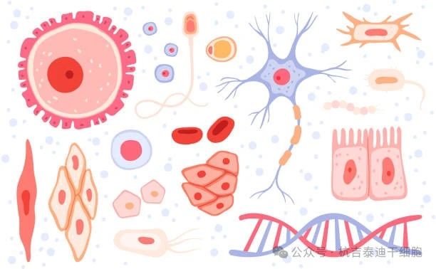 什么是成體干細胞?它們在再生醫(yī)學中的作用 什么是成體干細胞?它們在再生醫(yī)學中的作用