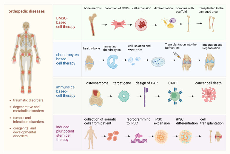 圖1：骨科疾病細胞療法的詳細流程。該圖概述了用于治療骨科疾病的各種細胞療法所涉及的逐步流程。