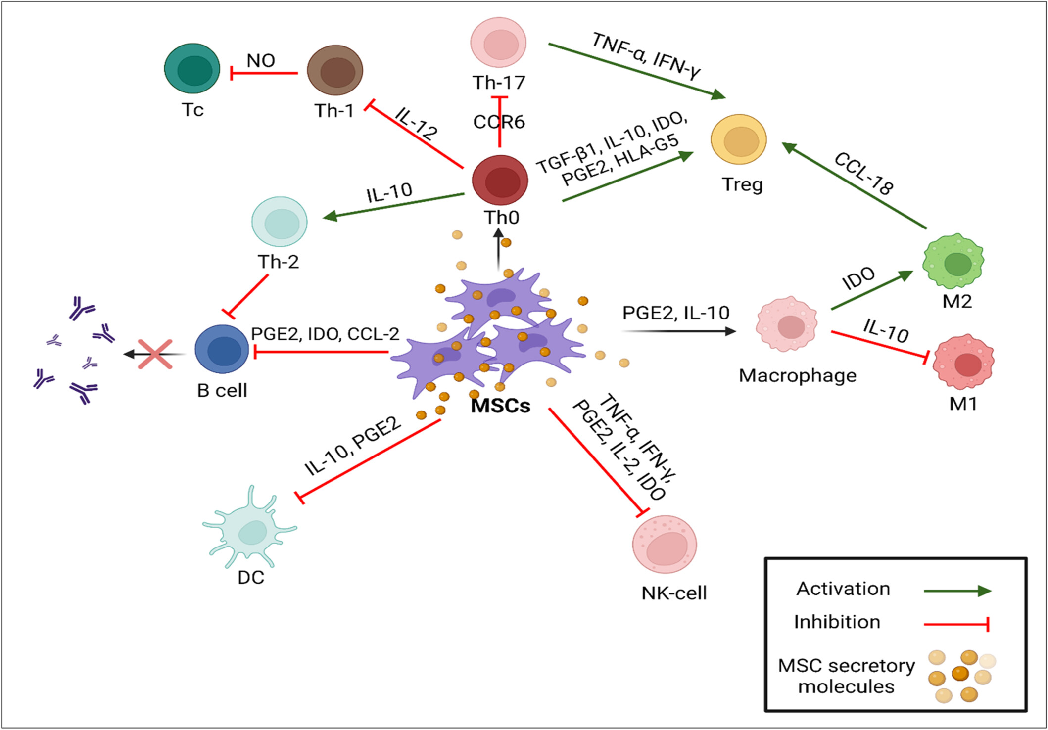 圖1：MSCs的免疫調(diào)節(jié)作用。
