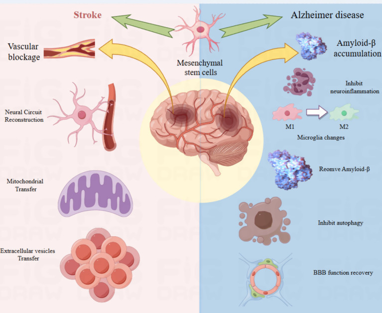 圖4：該圖說明了間充質干細胞在神經發生中的作用機制。