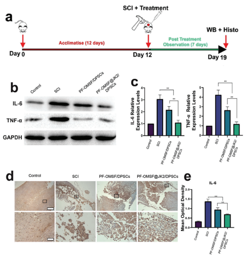 水凝膠處理的SCI的促炎細(xì)胞因子減少 水凝膠處理的SCI的促炎細(xì)胞因子減少