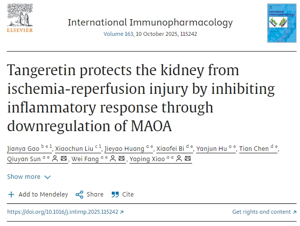 橘皮素通過下調MAOA抑制炎癥反應,保護腎臟免受缺血再灌注損傷 橘皮素通過下調MAOA抑制炎癥反應,保護腎臟免受缺血再灌注損傷