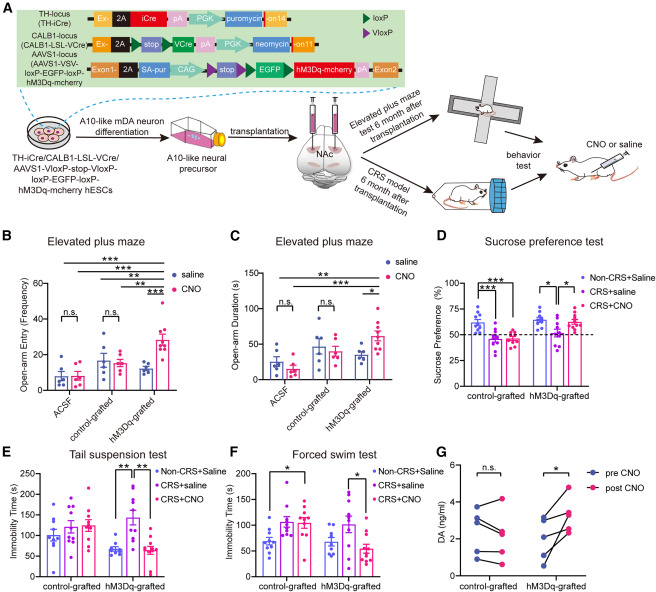 圖3:移植小鼠的抗焦慮和抗抑郁樣行為 圖3:移植小鼠的抗焦慮和抗抑郁樣行為