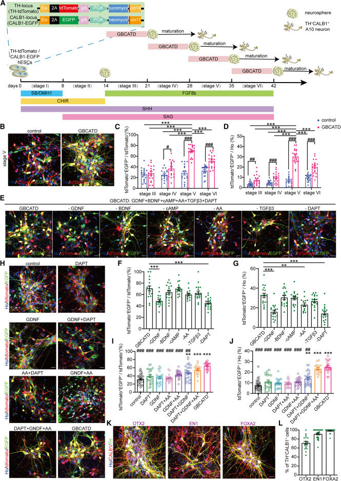 圖1:從hESC生成A10樣mDA神經元 圖1:從hESC生成A10樣mDA神經元