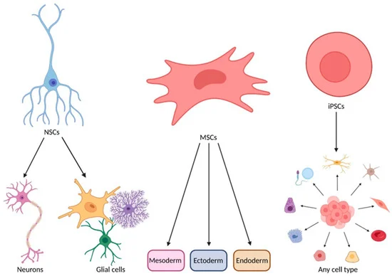 圖2:MSCs在ALS治療中的作用機制 圖2:MSCs在ALS治療中的作用機制